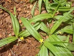 Curculigo orchioides flower6.jpg